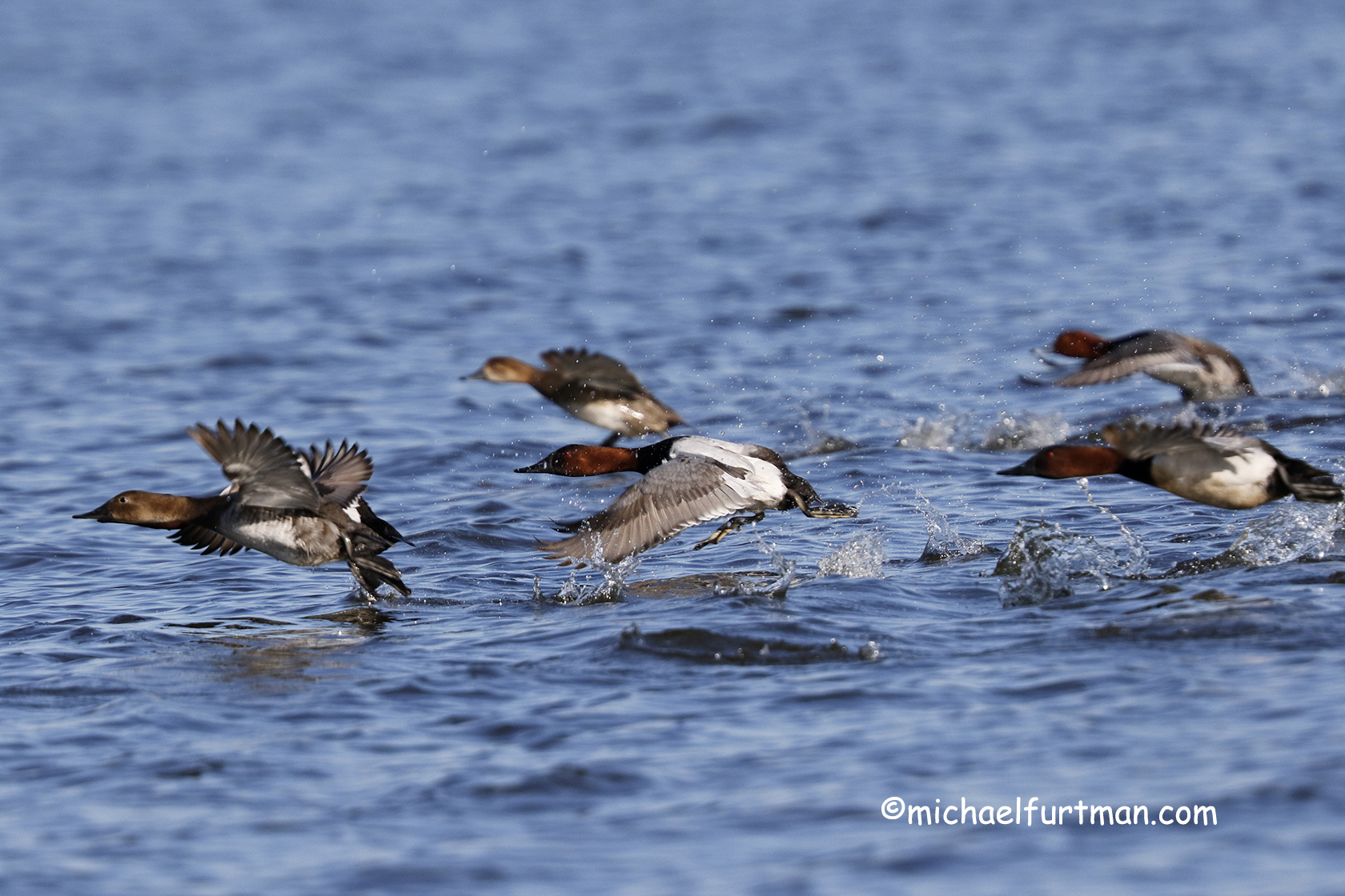 Canvasbacks Flying
